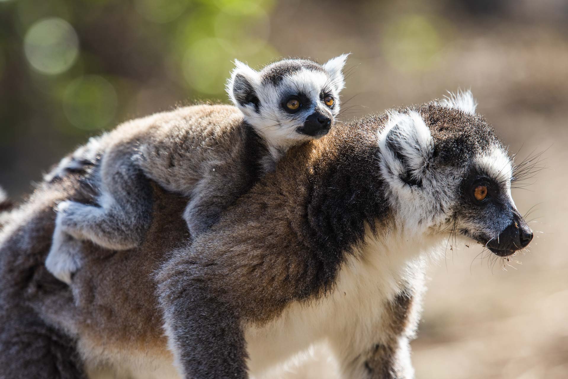 lemurs in Anja reserve