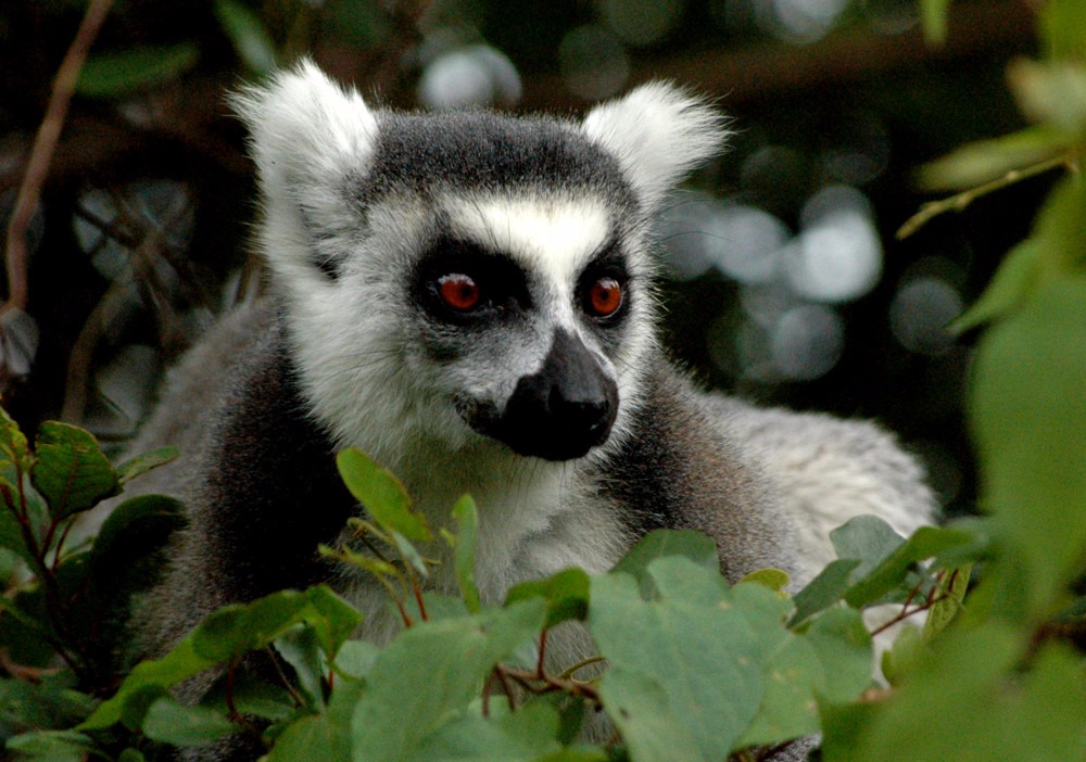 lemur in Anja reserve