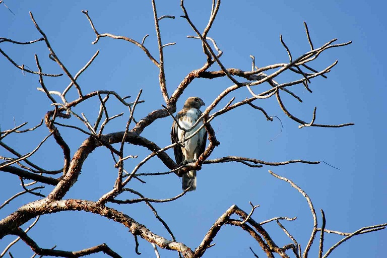 buzzard