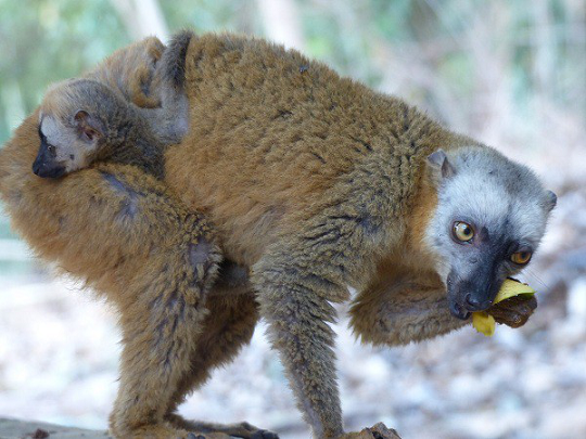 lemur fulvus