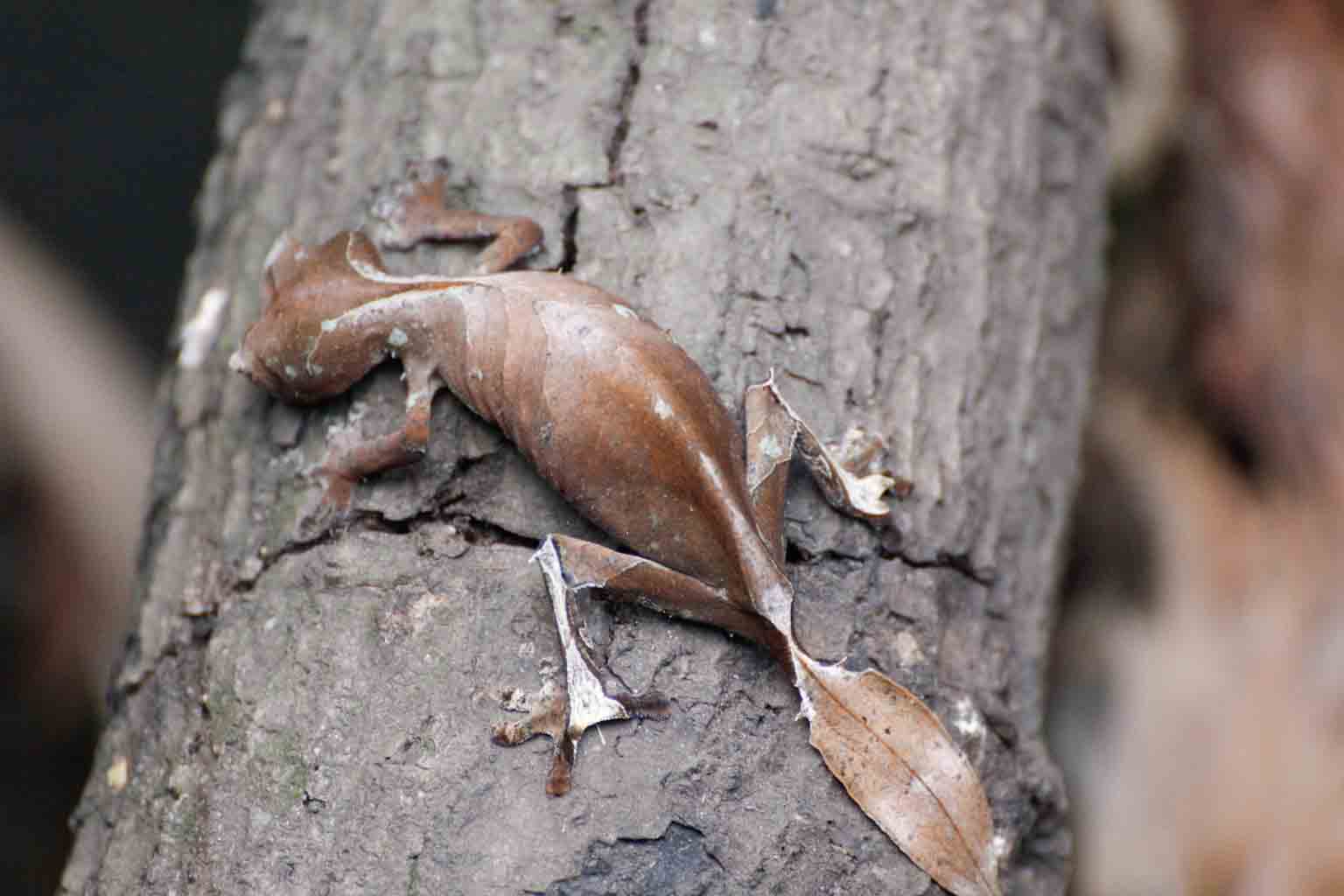 leaf tailed gecko