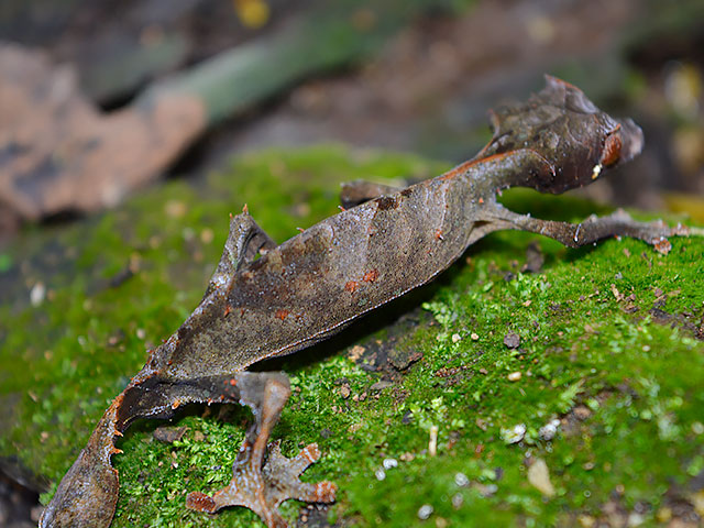leaf tailed gecko