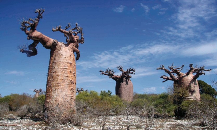 baobab