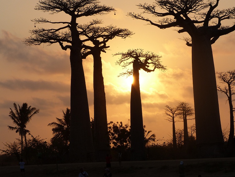 baobab sunset