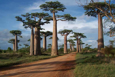 Tsiribihina river, Tsingy and baobabs - low budget