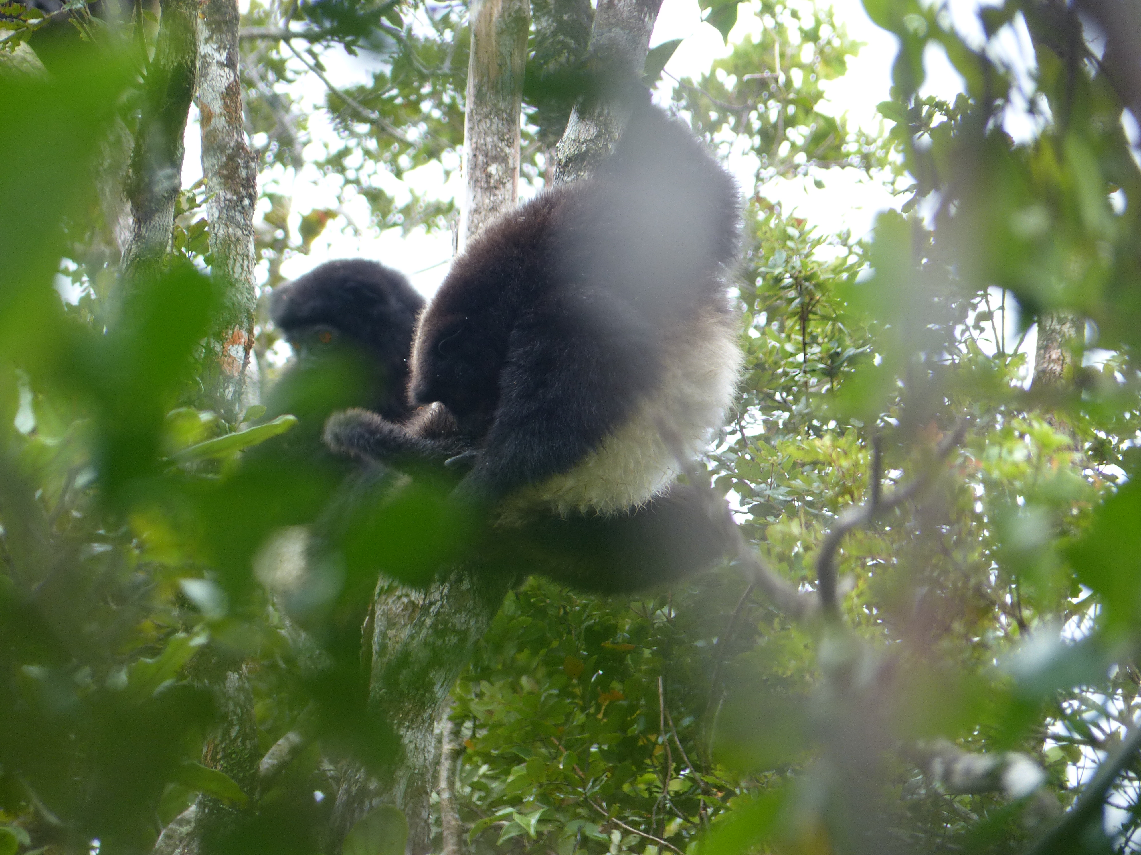 Golden bamboo lemur