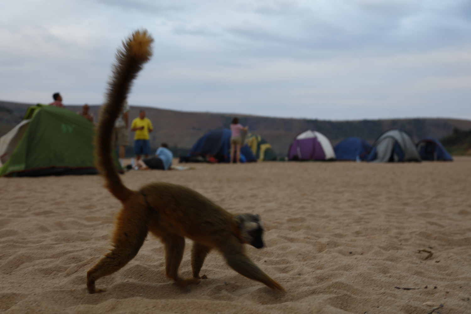 Camping and lemur